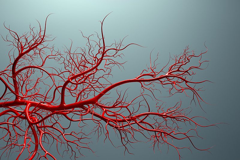 Vascular System Illustration
