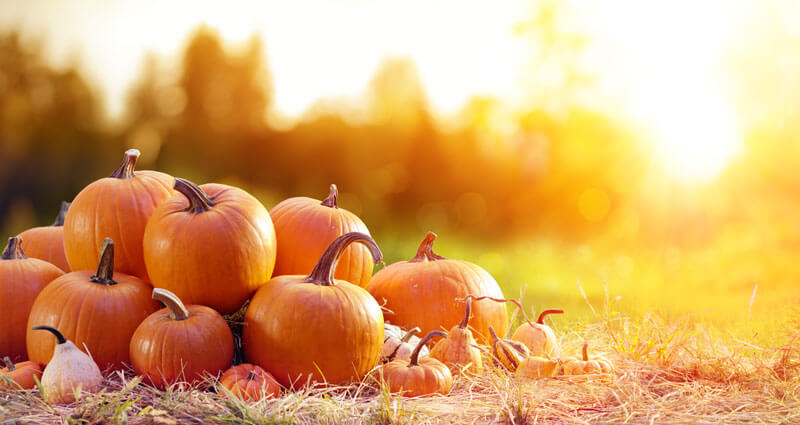 The Benefits of Pumpkin for Your Skin