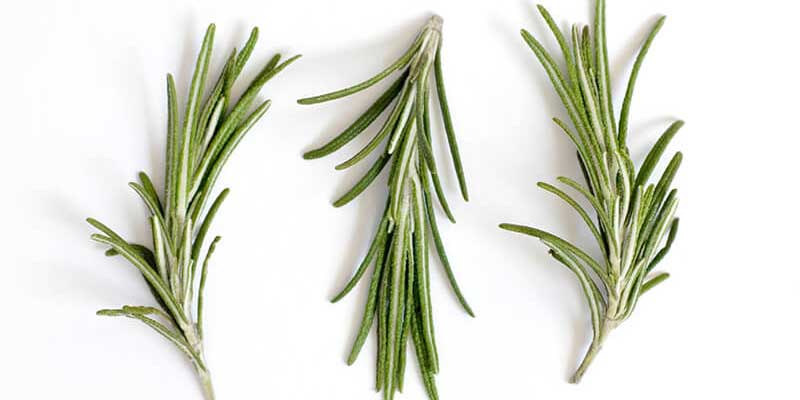 An image of a few fresh sprigs of Rosemary